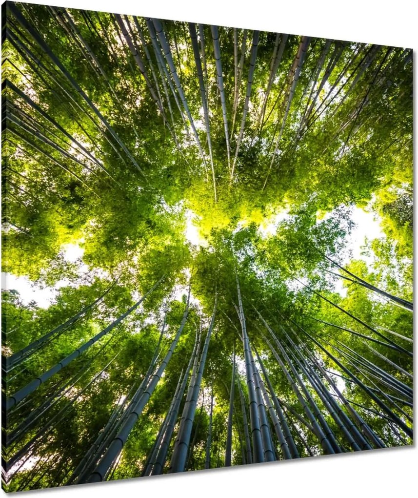 Vászonkép 80x80 Bambusz trópusi erdő