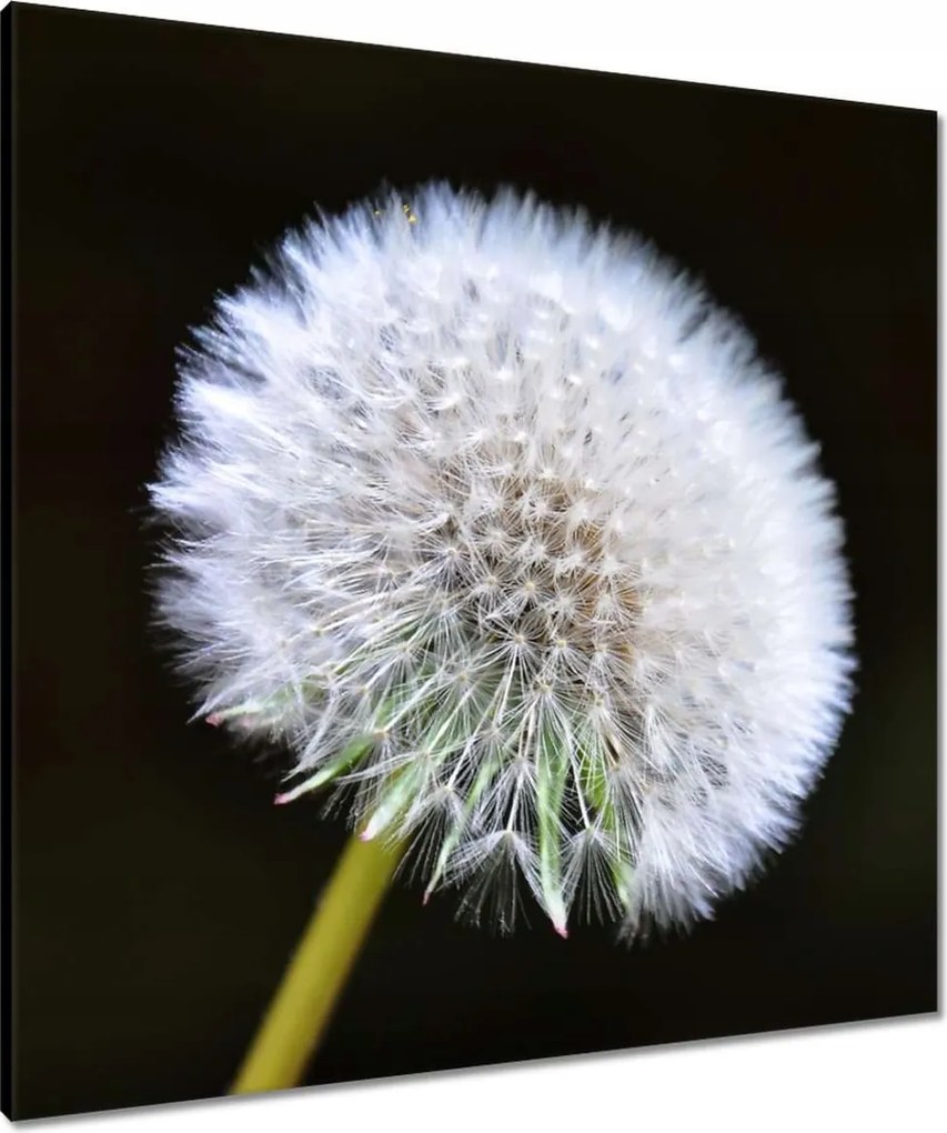 Vászonkép 80x80 Pitypang Virág Virágok