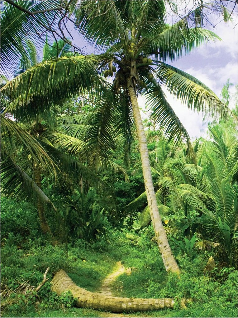 Fotótapéta pálmafák ég fotótapéta 184 x 254