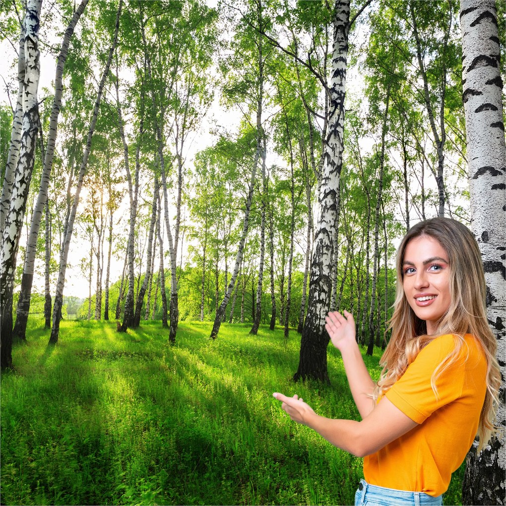 3D fotótapéta Nappali Hálószoba Nyírfa erdő fák 392x260 BLD03F