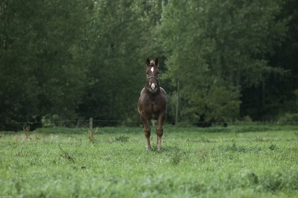 Poszter 45x30cm Ló áll a mezőn, Assaf Frank