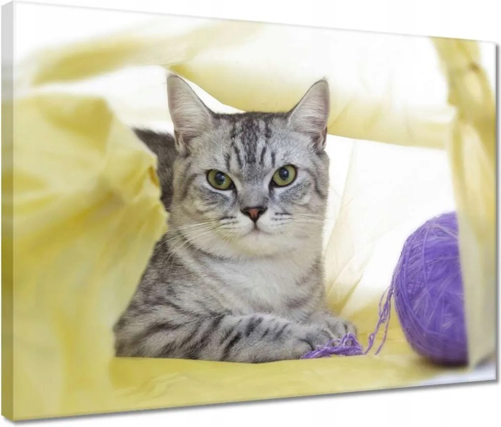 Vászonkép 40x30 Cica Cicák