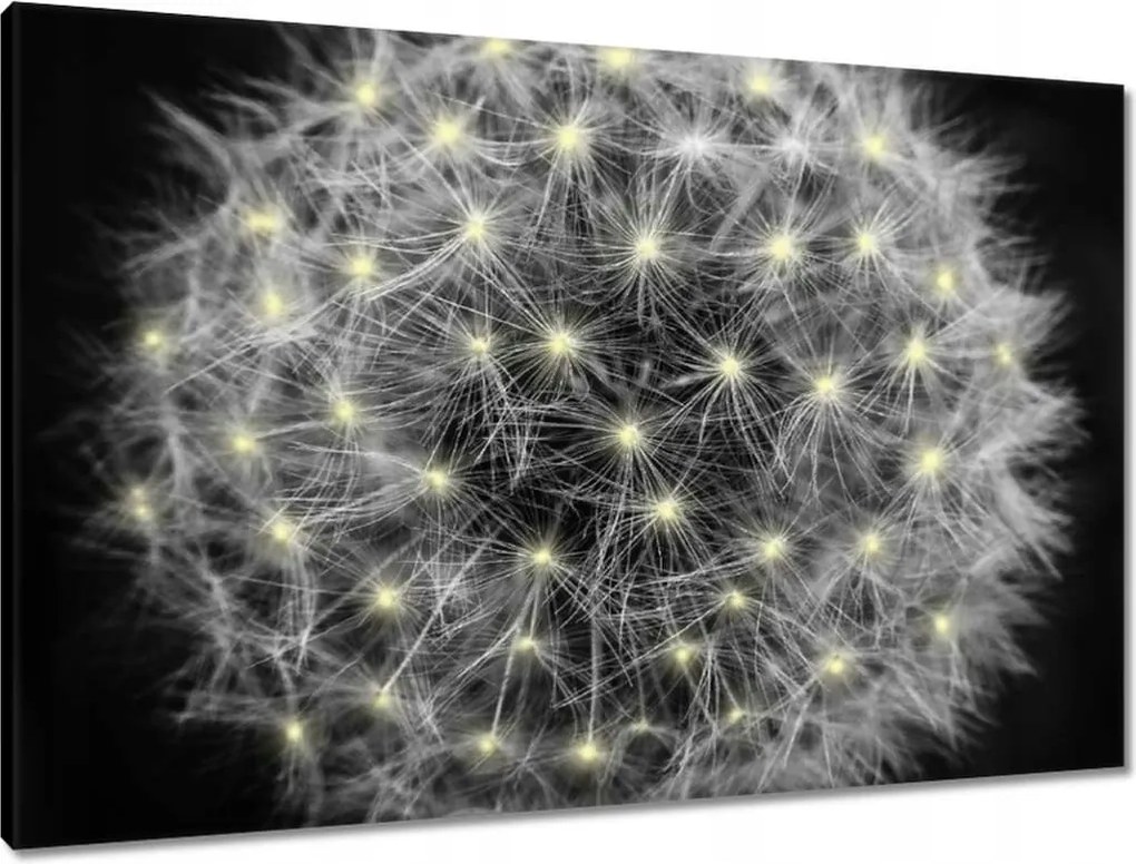 Vászonkép 90x60 Pitypang Virág Virágok