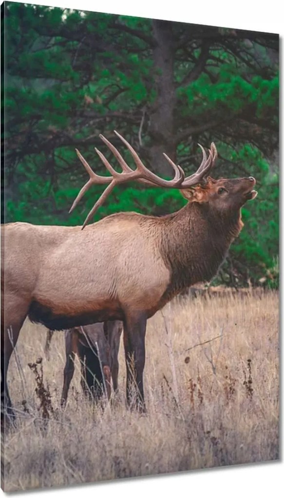 Vászonkép 80x120 Szarvas Erdő Tájkép