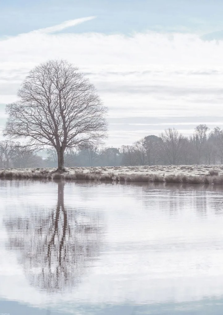 Poszter 42x59,4cm Fa tükröződése a tóban, Assaf Frank