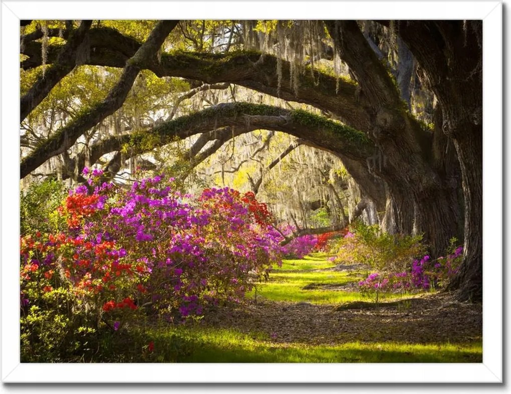 Poszterek keretben 40x30 Tölgyfa sikátor