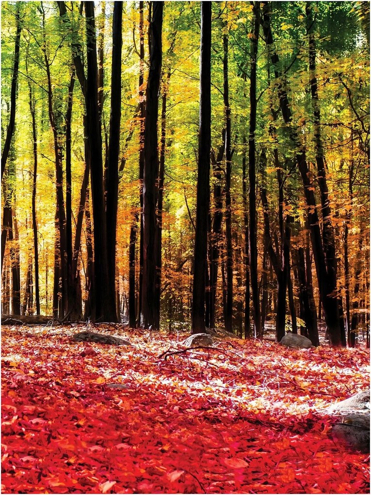 Fotótapéta erdő fák levelek fotótapéta 206 x 275