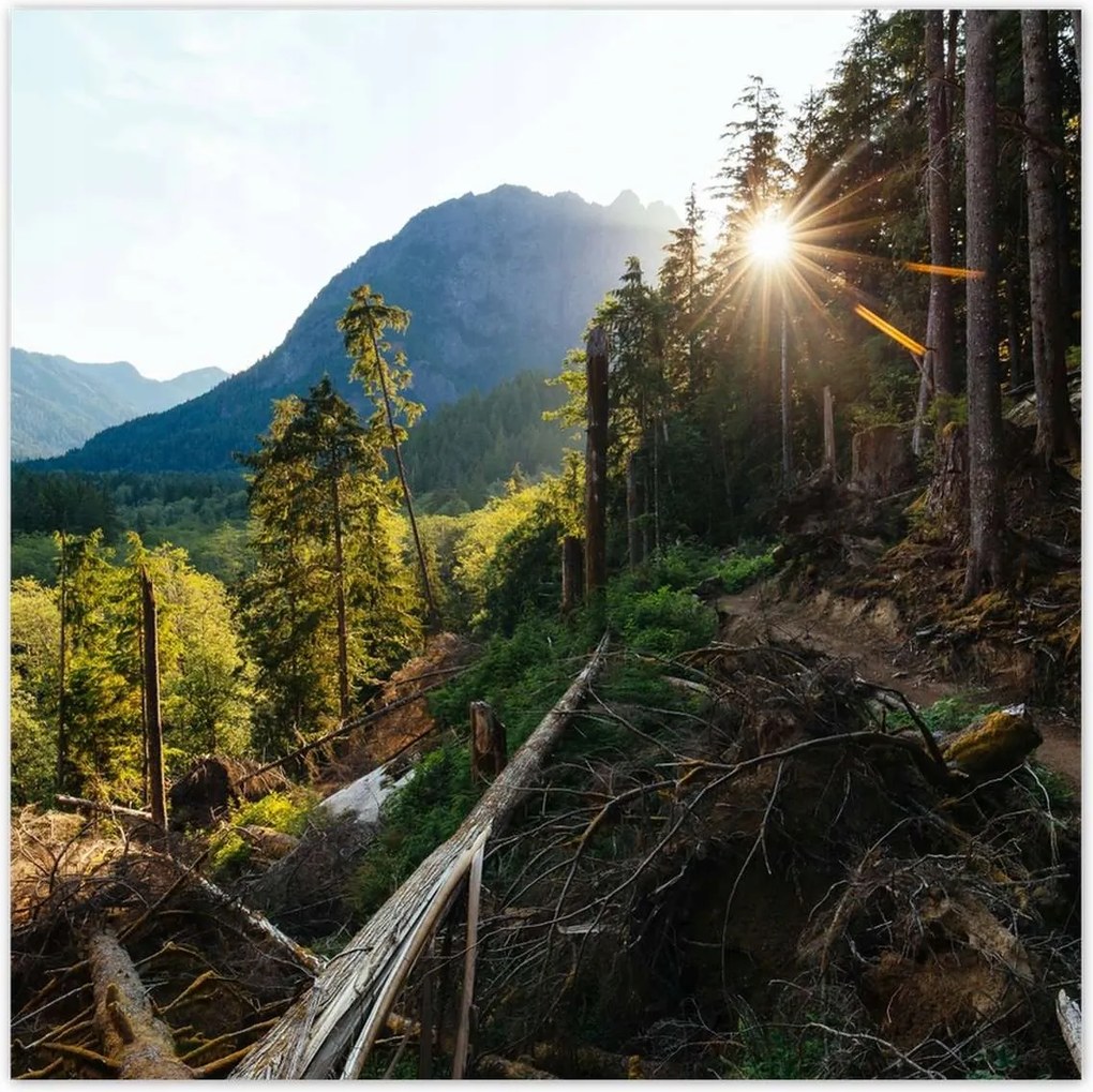 Poszterek 30x30 Hegyek Napfény Erdő Ösvény