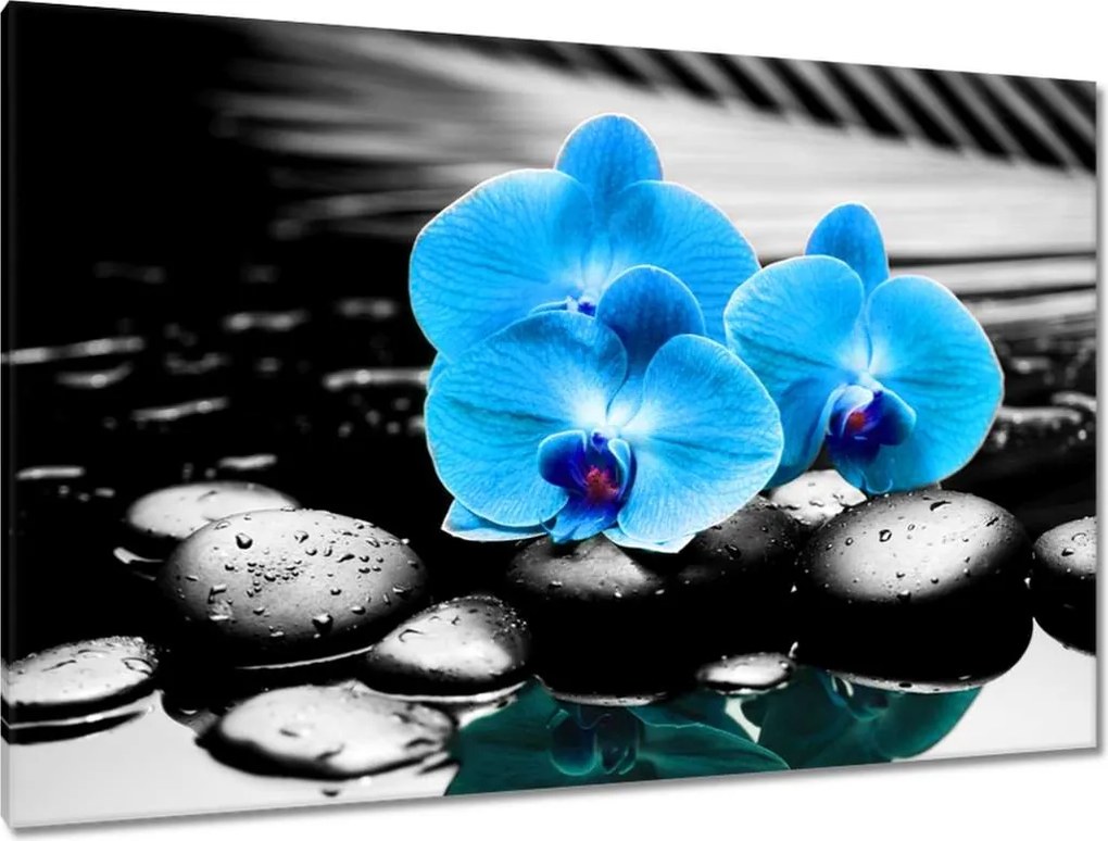 Vászonkép 120x80 Kék orchidea