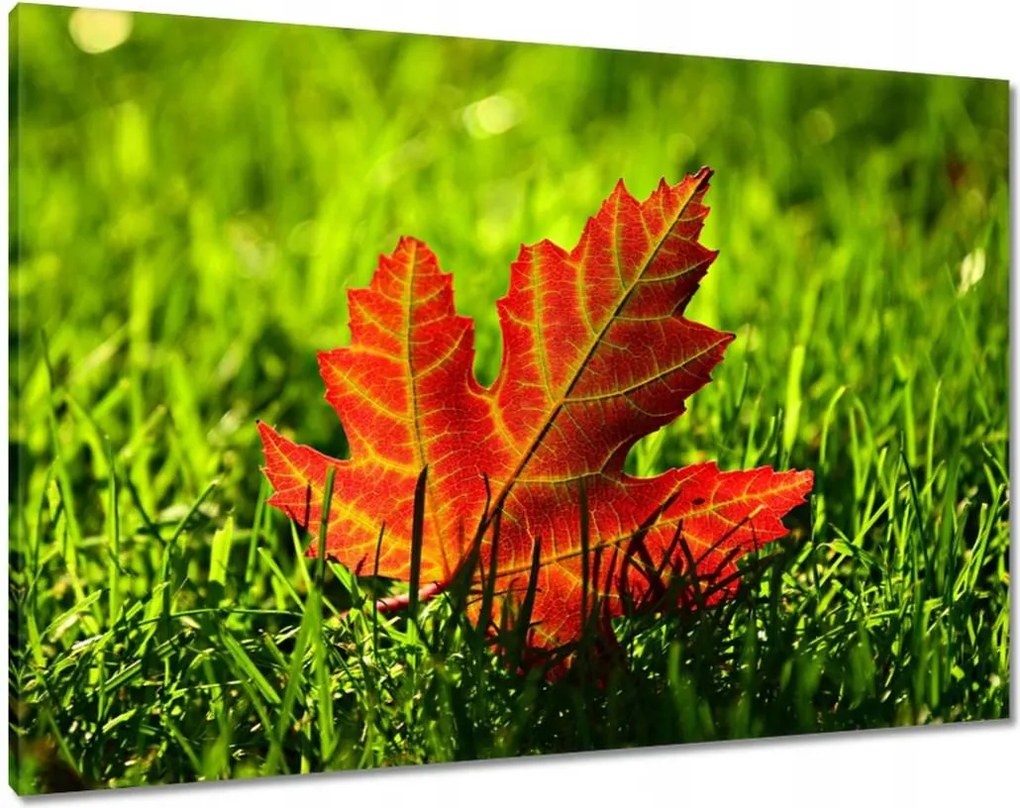 Vászonkép 100x70 Őszi levél a fűben