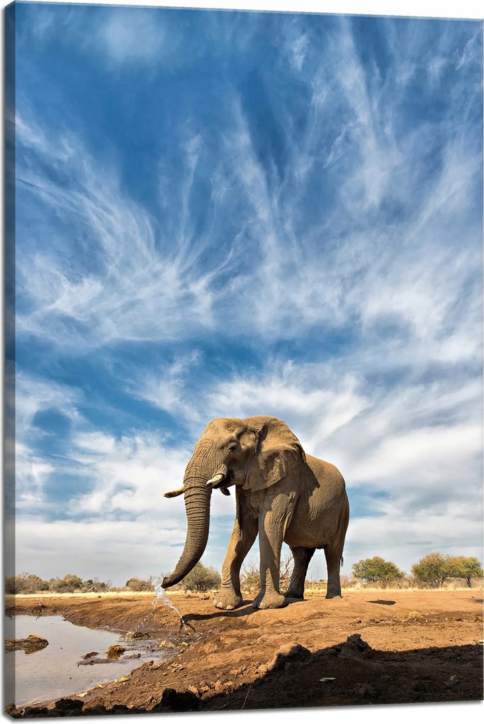 Vászonkép Nagy elefánt a szavannán Homok 40x60 cm Ideális ajándék