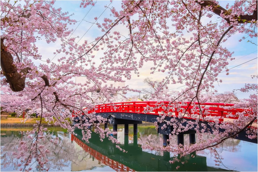 Kép - Hirosaki, Japán (90x60 cm)