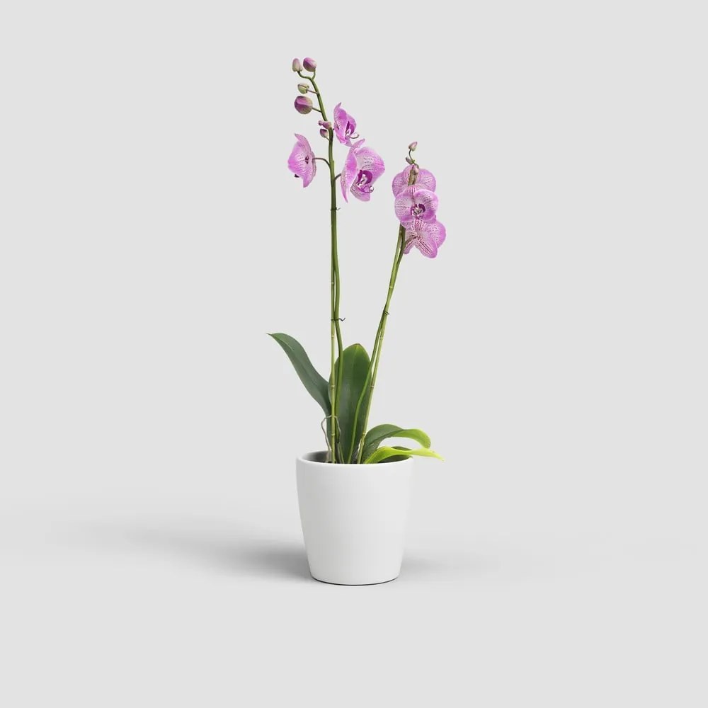 Kerámia virágcserép ø 14 cm Thalia – Artevasi