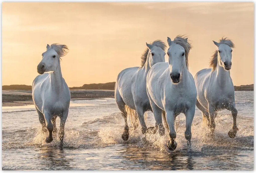 Poszterek 90x60 Vad lovak Wild Horses