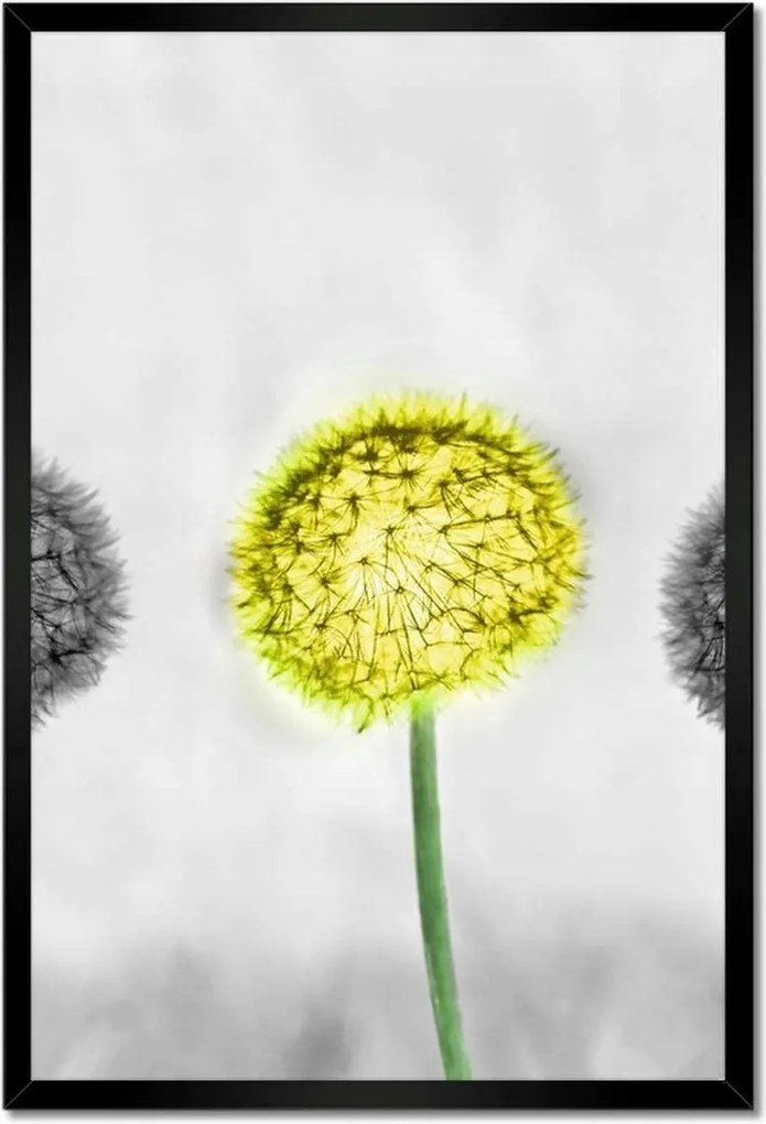 Poszter keretben 40x60 Sárga pitypang