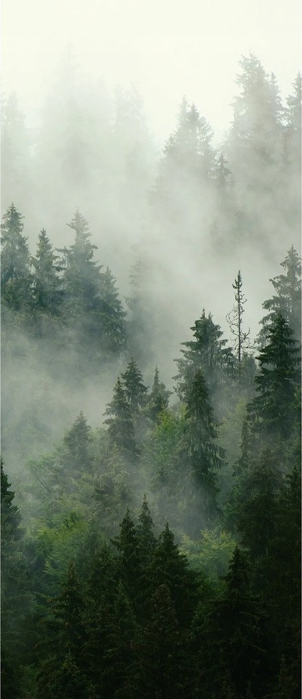 Fotótapéta Ködös erdő Perspektíva Rejtélyes fenyő idill 91x211 +ragasztó