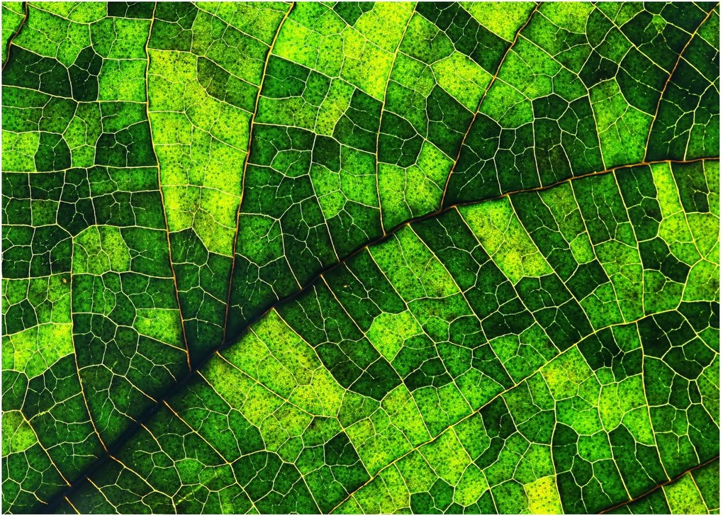 Kép - A lap részlete (70x50 cm)