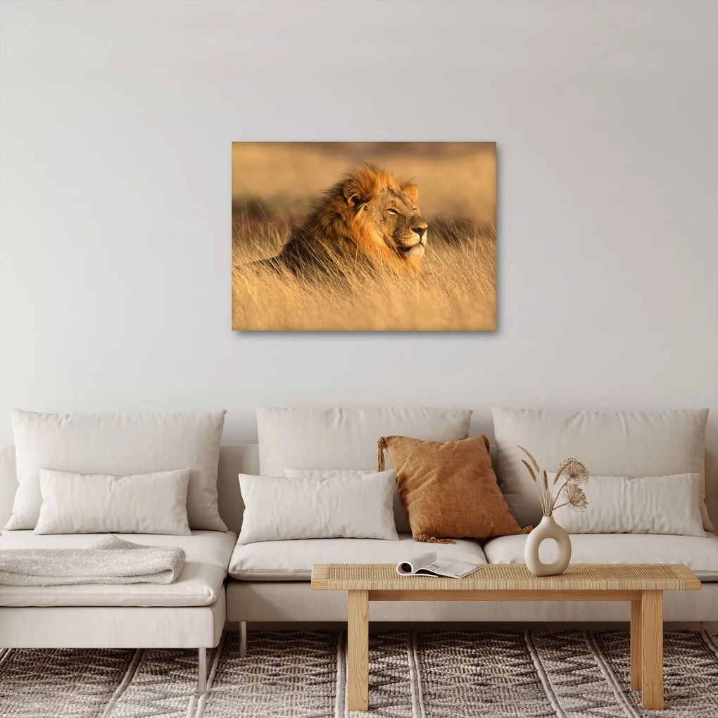 Kép - Etosha Nemzeti Park (70x50 cm)