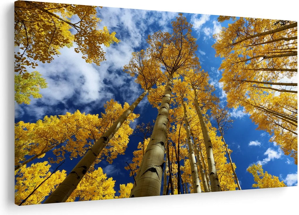 Kép - Aspen (90x60 cm)