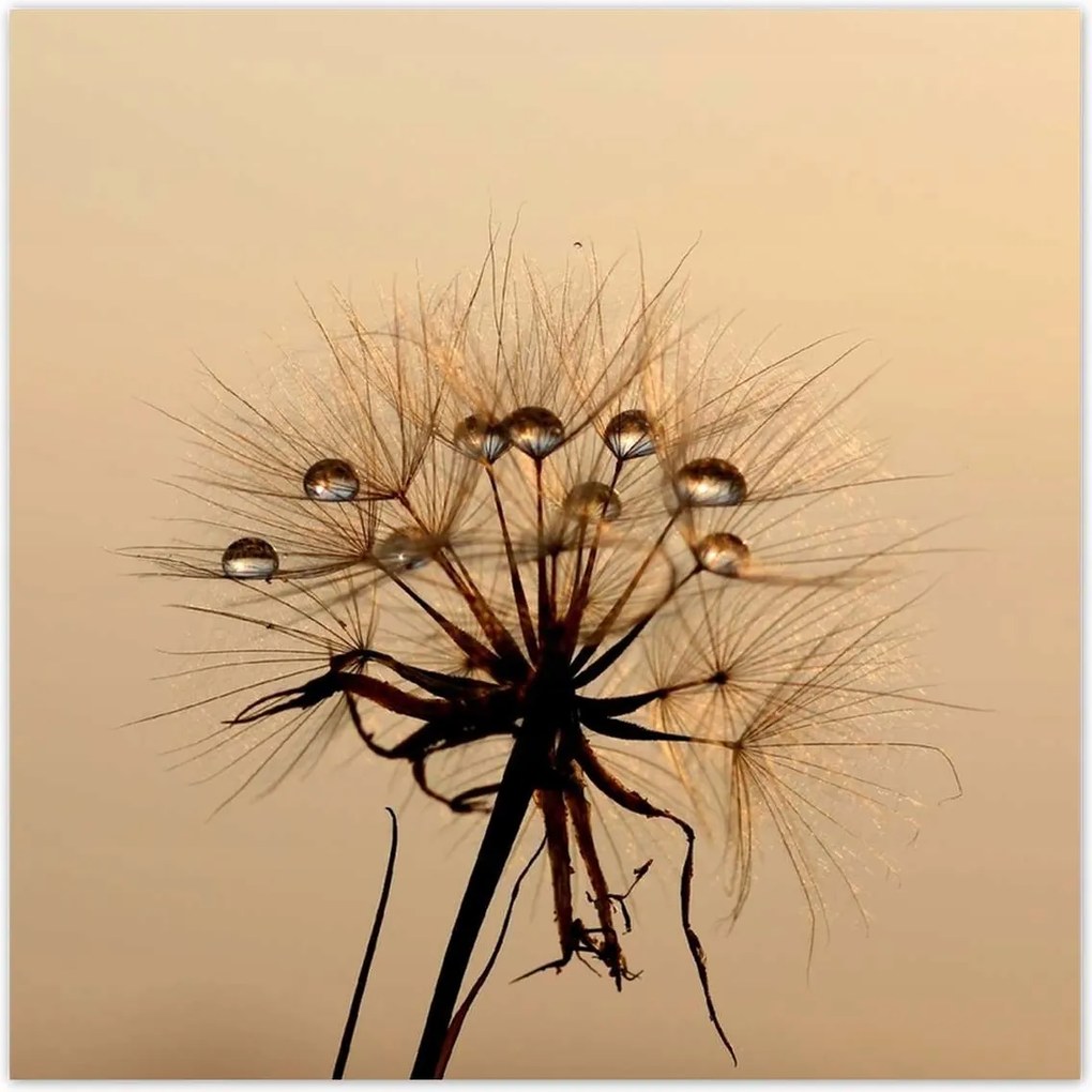 Poszterek 100x100 Pitypang Virág Virágok