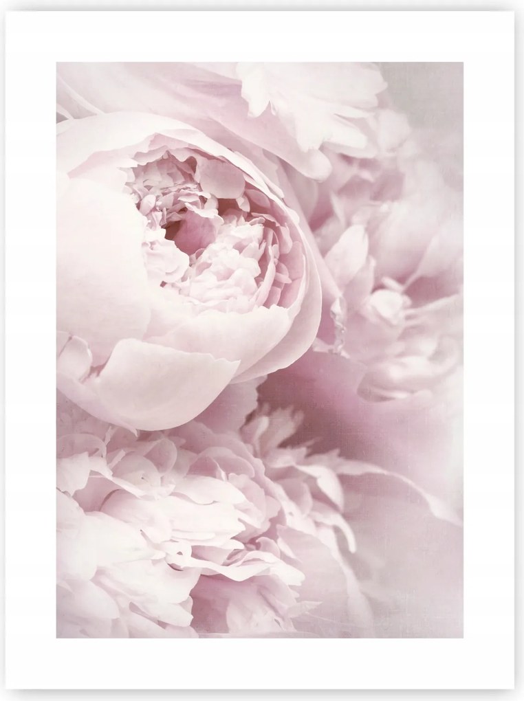 Bazsarózsa Peonie Virágok poszter 30x40 cm kép #120