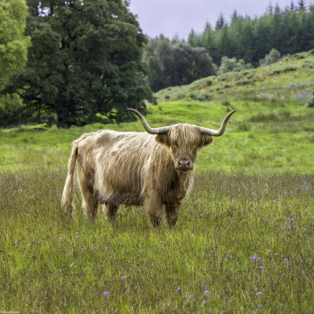 Poszter 30x30cm Hegyi tehén 2, Assaf Frank