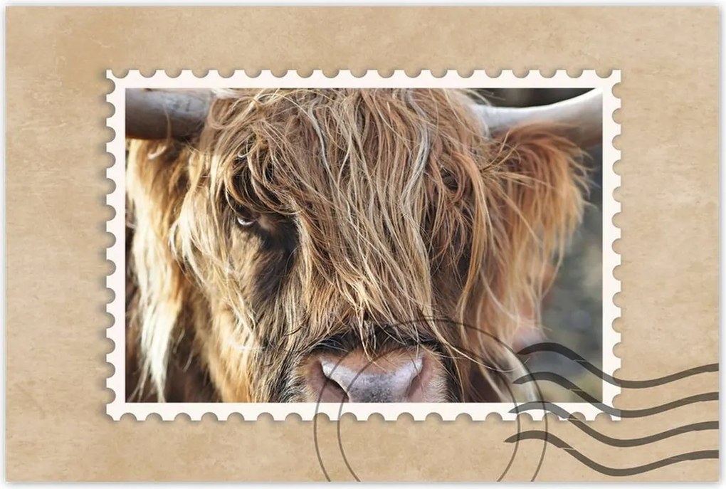 Poszterek 120x80 Skót tehén szarvakkal