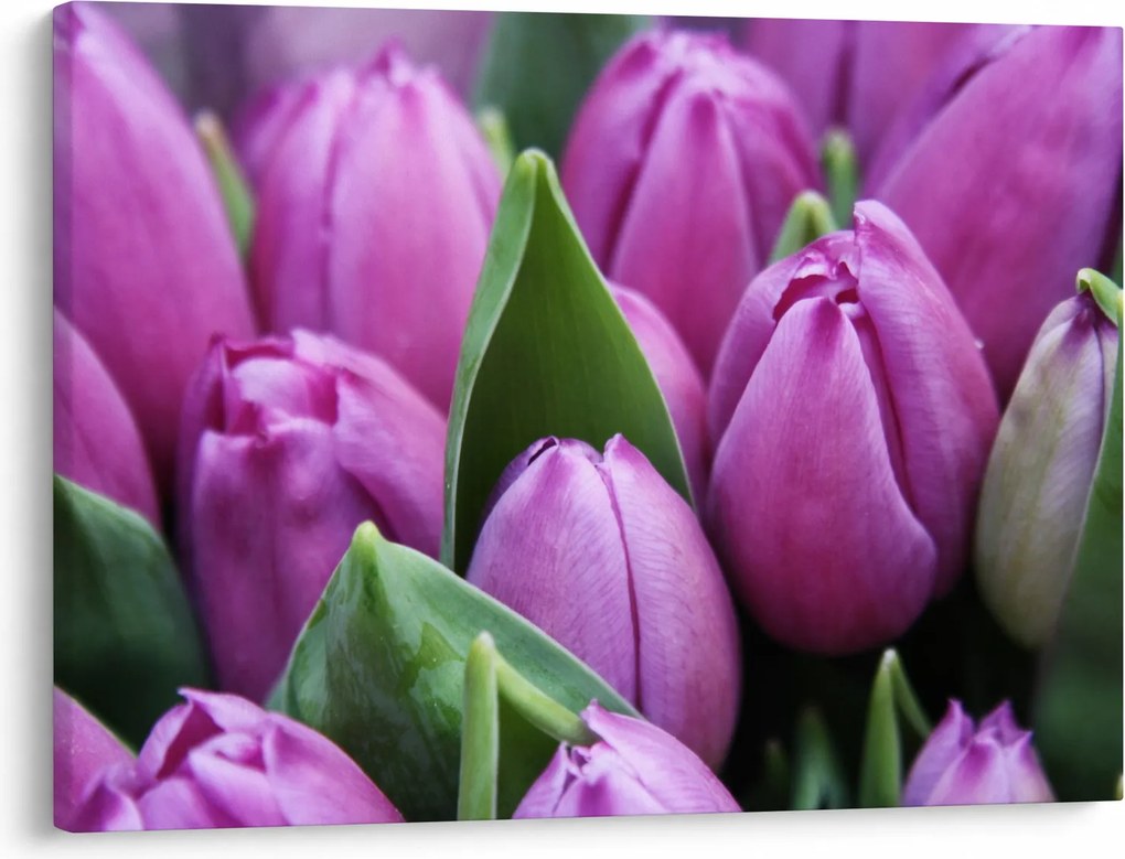 Kép - tulipánok (70x50 cm)