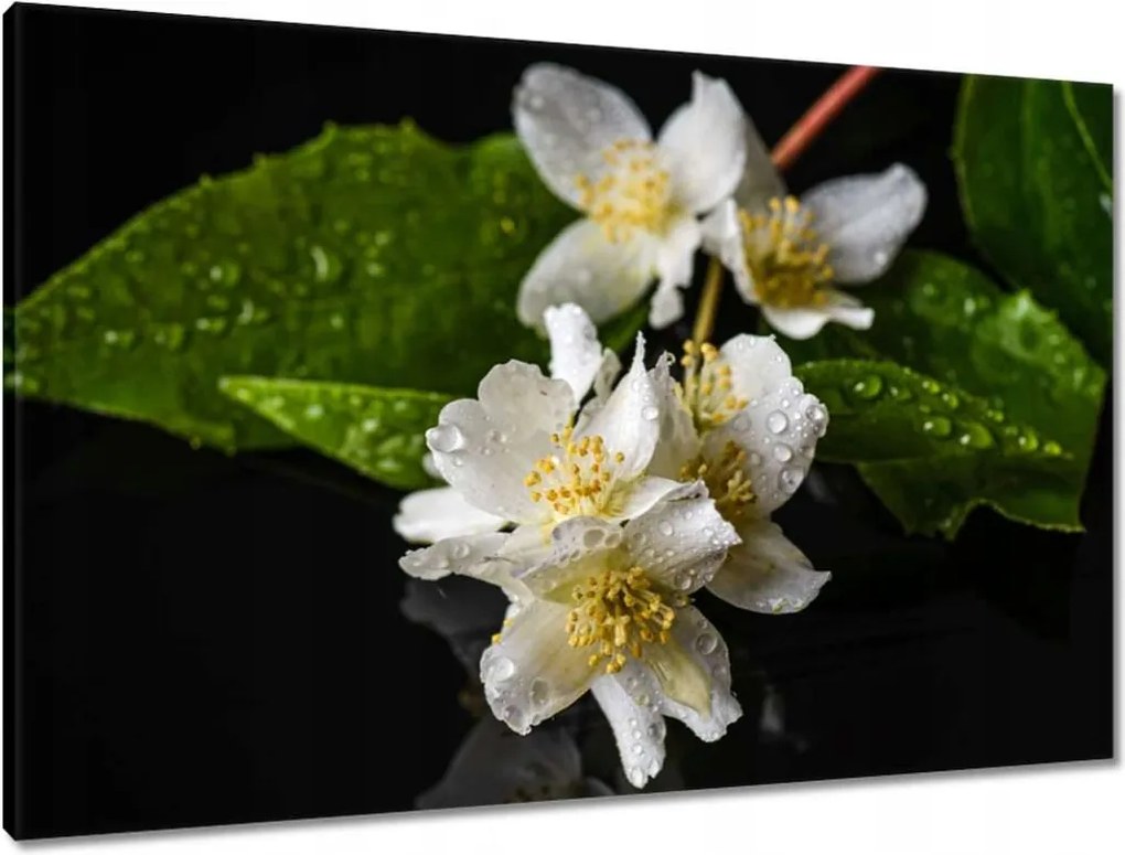 Vászonkép 90x60 Fehér jázmin virág