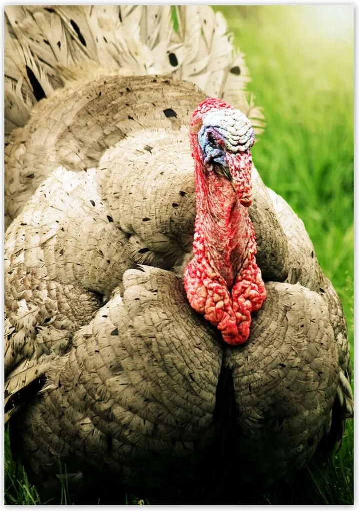 Poszterek 70x100 Pulyka ünnep Usa