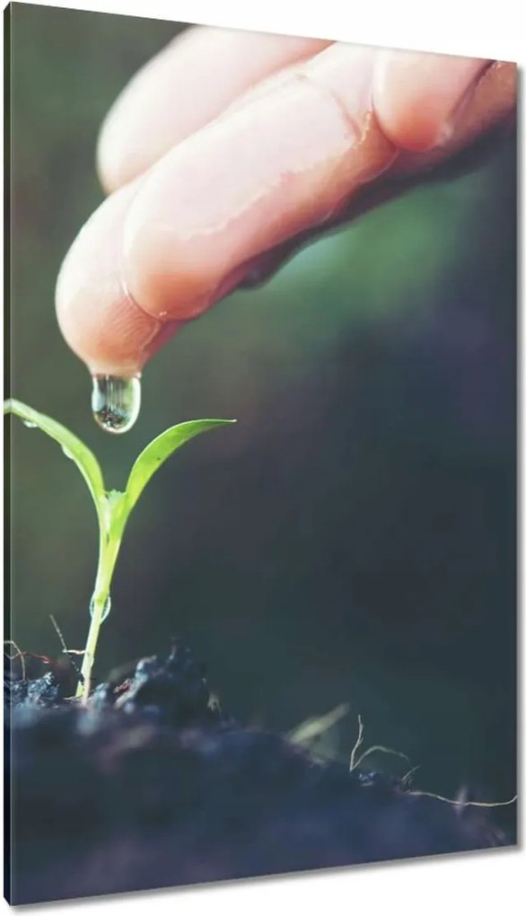 Vászonkép 80x120 Palánta növény csepp