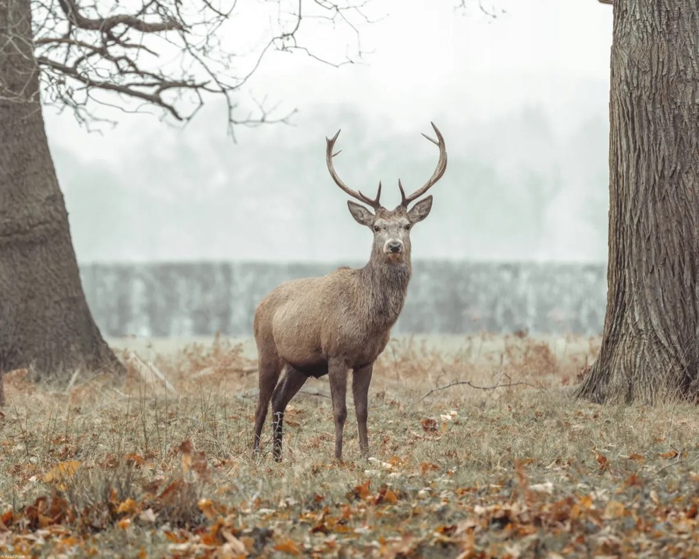 Poszter 50x40cm Szarvas az erdőben, Assaf Frank