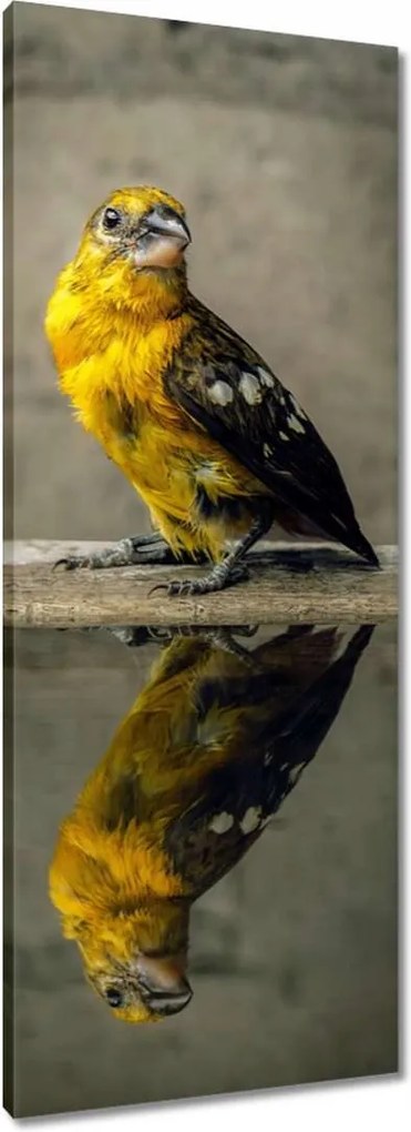 Vászonkép 40x100 Tükröződés a vízben Madárka