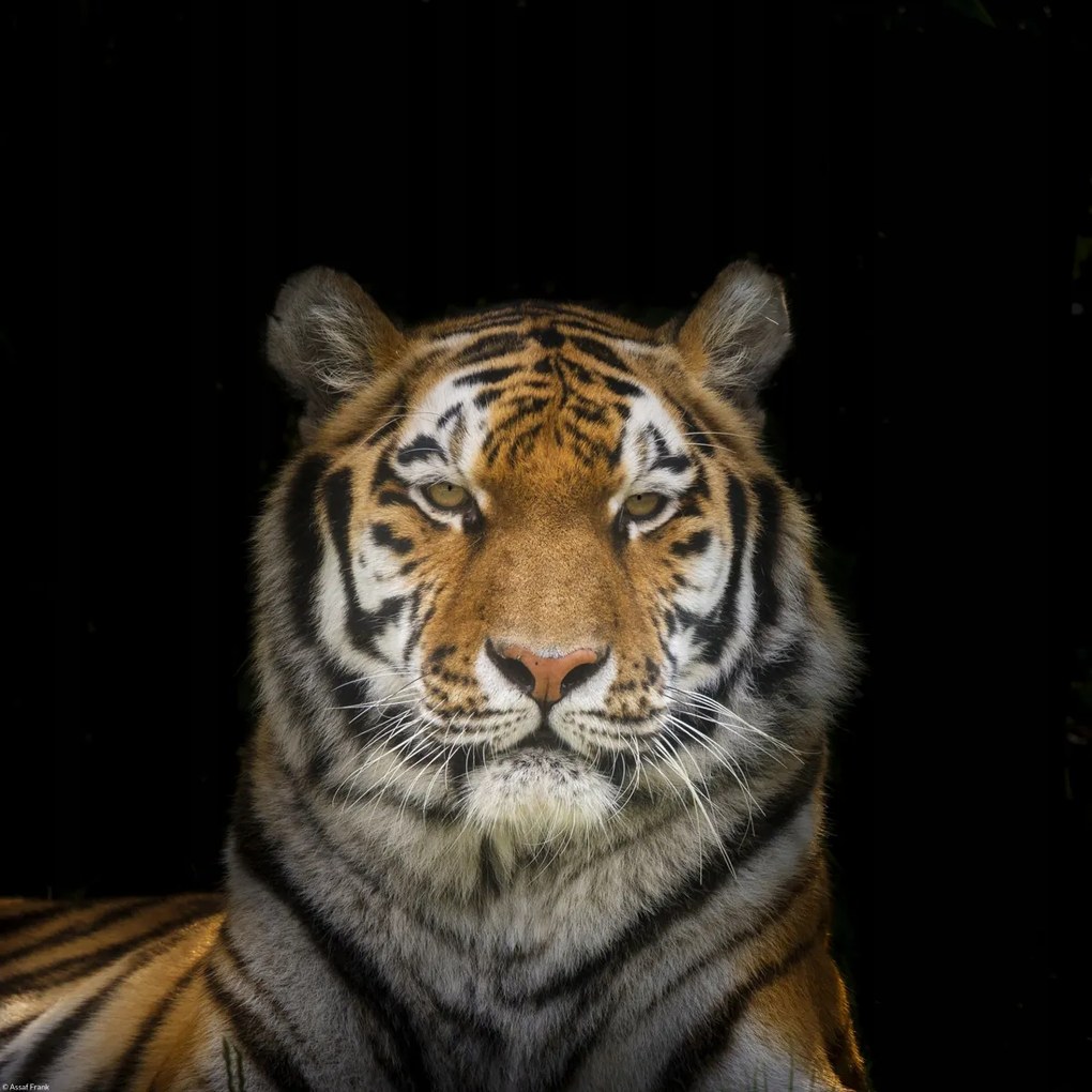 Poszter 40x40cm Tigris, Assaf Frank