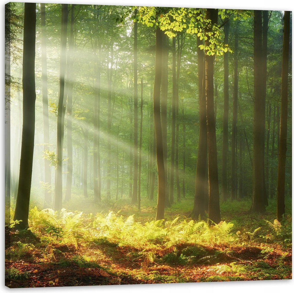 Vászonkép Fény az erdőben Természet Fák 90X90 cm Ajándéknak is tökéletes