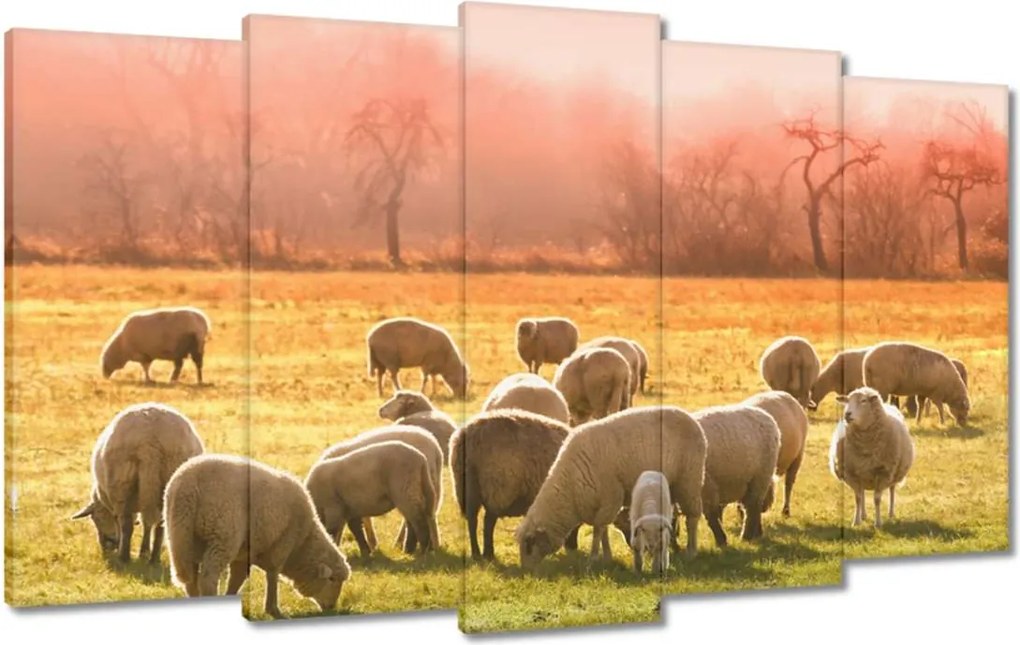Vászonkép 100x60 Juh legeltetés Bárányok