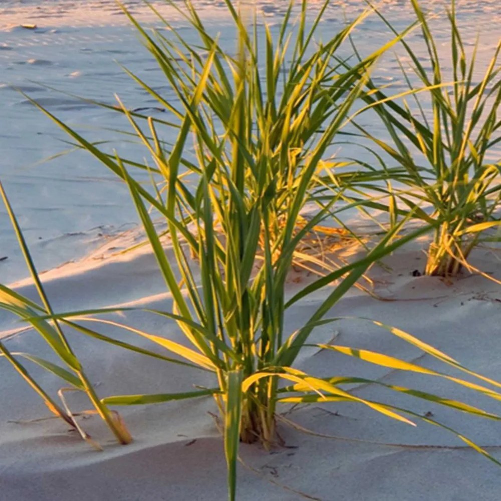 Gario Paraván Ibolyaszínu fény a tengerpart felett Méret: 110 x 170 cm, Kivitelezés: Forgó paraván 360°