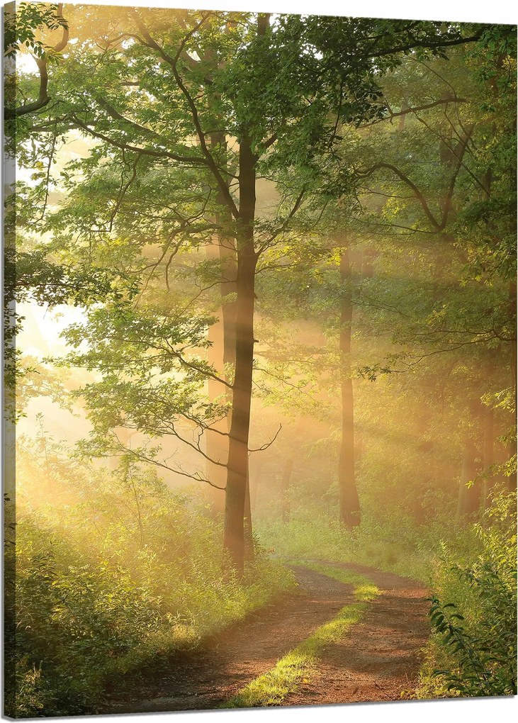 Vászonkép Napfény Erdő Ösvény Természet 50x70 cm
