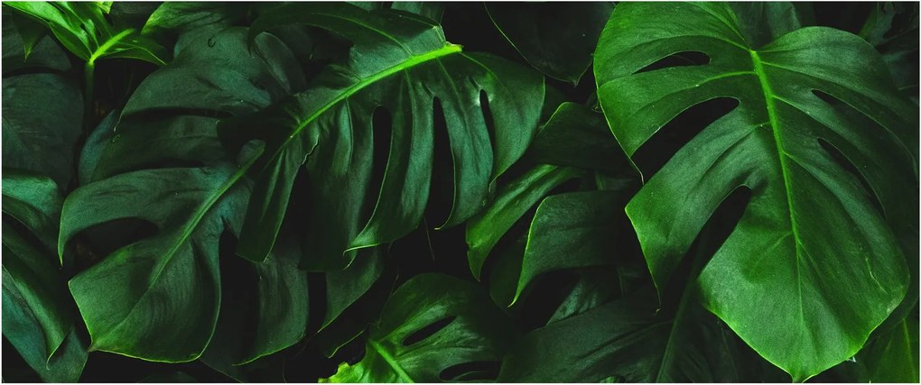 Monstery levelek képe (120x50 cm)
