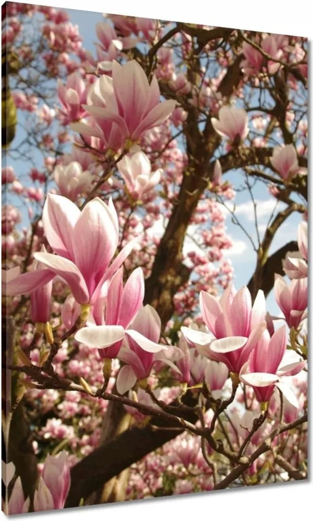 Vászonkép 70x100 Magnólia Virágok Kék