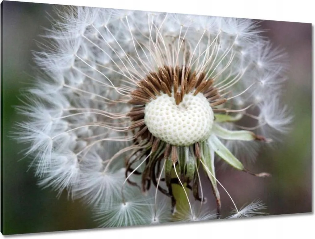 Vászonkép 120x80 Pitypang Virág Virágok