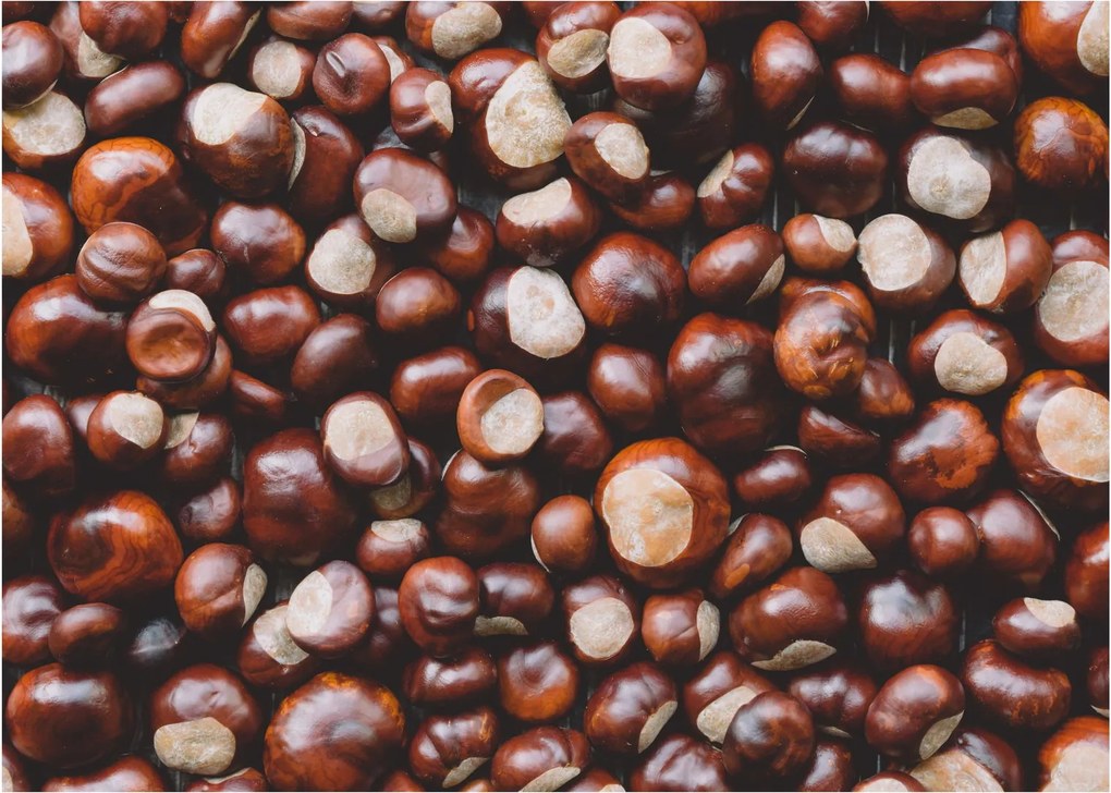 Üveg kép - Érett gesztenye (70x50 cm)