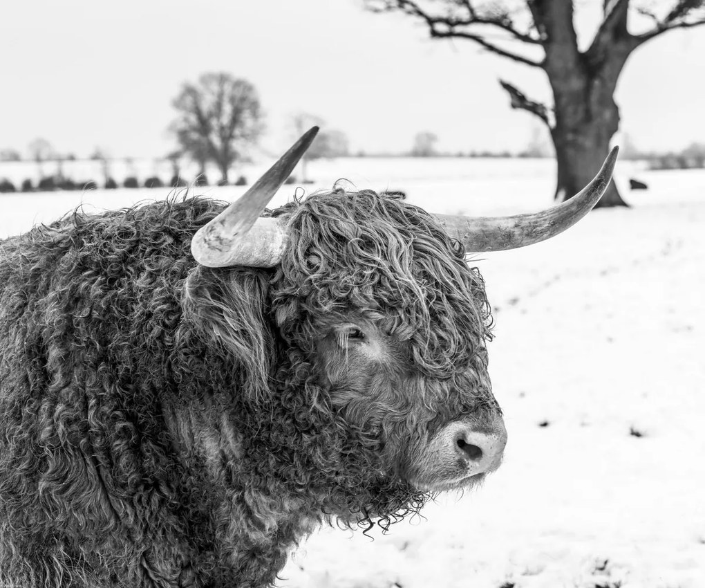 Poszter 60x50cm Hegyi tehén, Assaf Frank