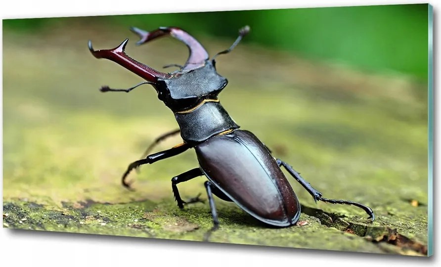 Fotó-kép edzett üveg Bogár 100x70