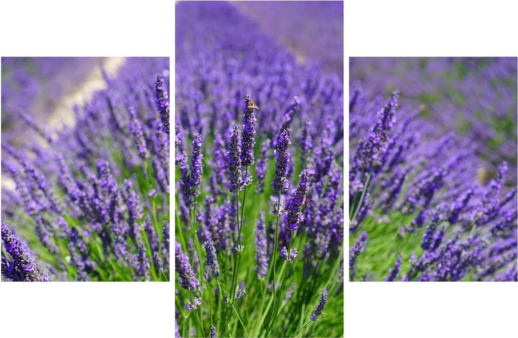 Kép - levandula (90x60 cm)