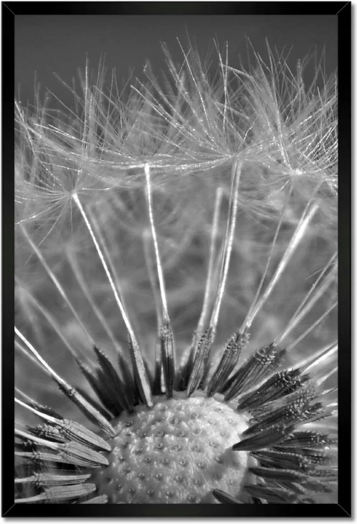 Poszterek keretben 40x60 Pitypang Virág Virágok