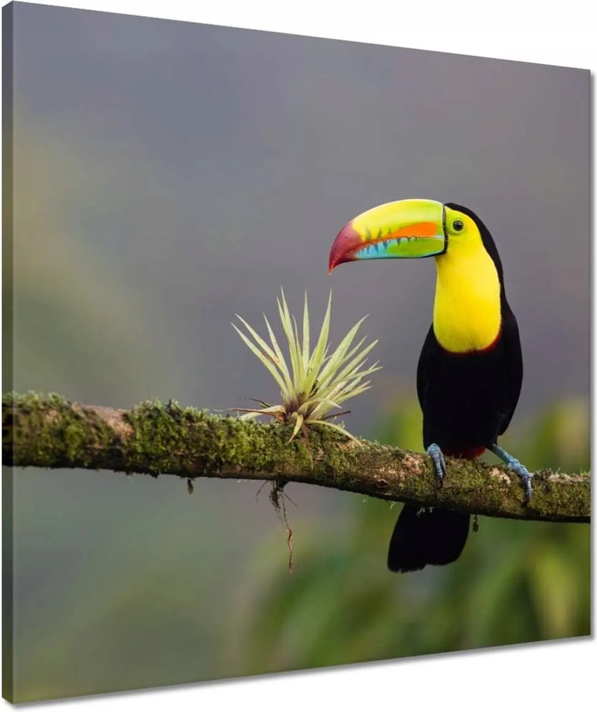 Vászonkép 50x50 Madarak