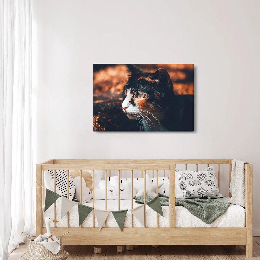 Kép - A macska látképe (90x60 cm)