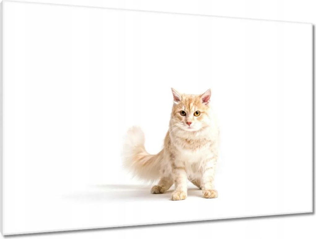 Képek 120x80 Cica Cicák