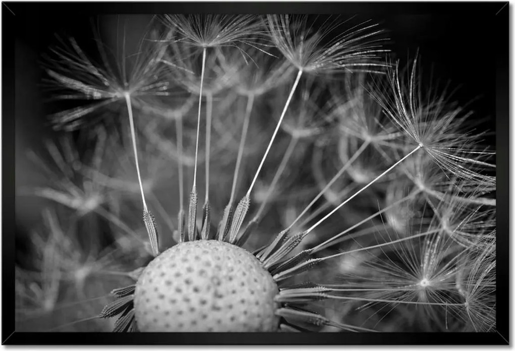 Poszterek keretben 60x40 Pitypang Virág Virágok